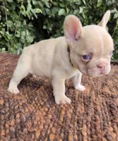 Jack Coco fawn Merle , a male French Bulldog for sale in Brooksville, FL – 5 of 10