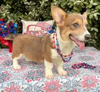 Maple blue sable , a female Pembroke Welsh Corgi for sale in Brooksville, FL – 6 of 10