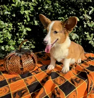 Merlin Red Merle male , a male Cardigan Welsh Corgi and Pembroke Welsh Corgi for sale in Brooksville, FL – 9 of 9