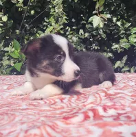 Black tri female #2 , a female Cardigan Welsh Corgi and Pembroke Welsh Corgi for sale in Brooksville, FL – 5 of 9