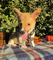 Sunny Red Sable male, a male Pembroke Welsh Corgi for sale in Brooksville, FL – 5 of 10