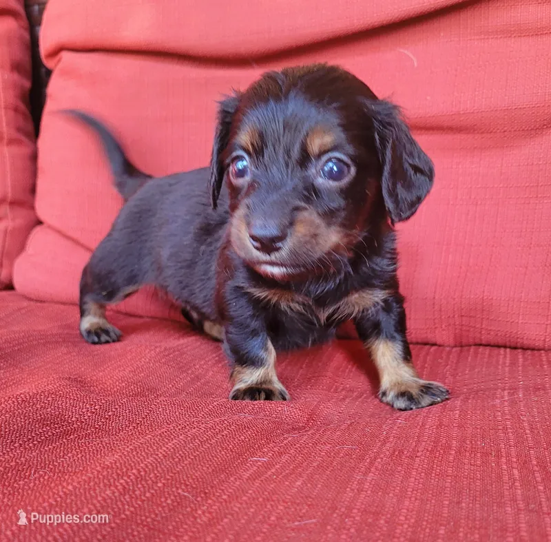 Timber Black tan Longhaired  – Chiweenie puppy for sale in Brooksville, FL
