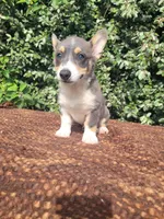 Bobby Blue tri , a male Pembroke Welsh Corgi for sale in Brooksville, FL – 8 of 10