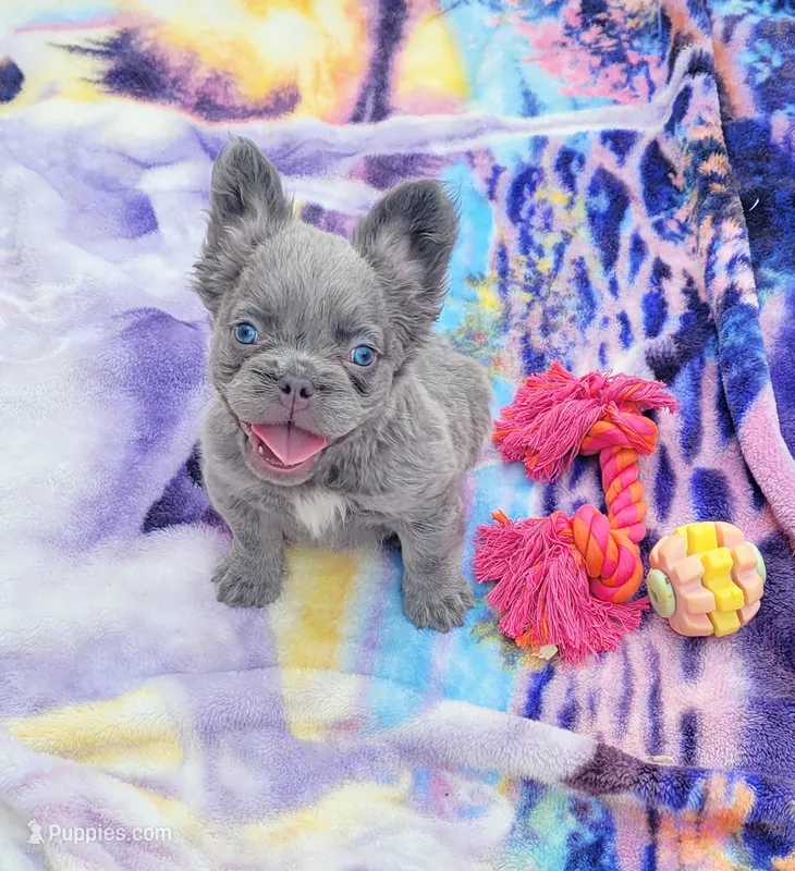 Jade Lilac tri Fluffy girl  – French Bulldog puppy for sale in Brooksville, FL