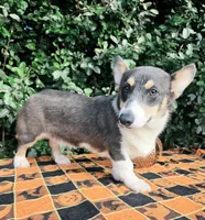 Ckc Bobby Blue tri , a male Pembroke Welsh Corgi for sale in Brooksville, FL – 5 of 8