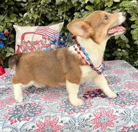 Maple blue sable , a female Pembroke Welsh Corgi for sale in Brooksville, FL – 4 of 10