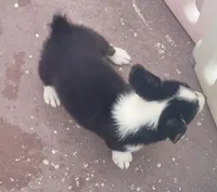 Black tri female #2 , a female Cardigan Welsh Corgi and Pembroke Welsh Corgi for sale in Brooksville, FL – 3 of 8