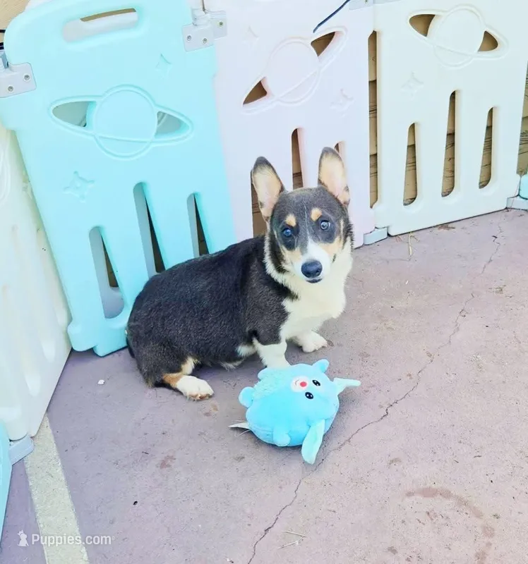 Bobby Blue tri  – Pembroke Welsh Corgi puppy for sale in Brooksville, FL