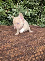 Jack Coco fawn Merle , a male French Bulldog for sale in Brooksville, FL – 9 of 10