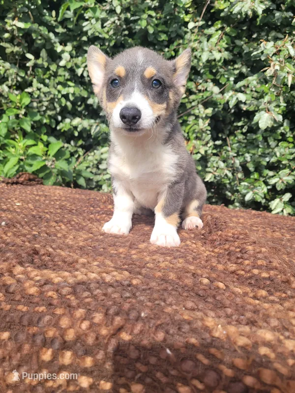 Bobby Blue tri  – Pembroke Welsh Corgi puppy for sale in Brooksville, FL