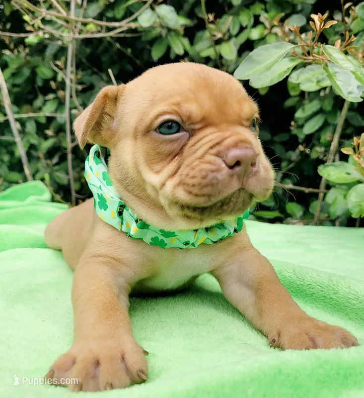 Ruby red sable – American Bully puppy for sale in Brooksville, FL