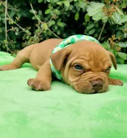 Ruby red sable, a female American Bully for sale in Brooksville, FL – Photo 2 of 5