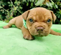 Ruby red sable, a female American Bully for sale in Brooksville, FL – Photo 3 of 5