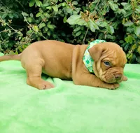 Ruby red sable, a female American Bully for sale in Brooksville, FL – Photo 4 of 5