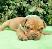 Ruby red sable, a female American Bully for sale in Brooksville, FL – Photo 5 of 5