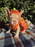 Jack Coco fawn Merle , a male French Bulldog for sale in Brooksville, FL – 3 of 10
