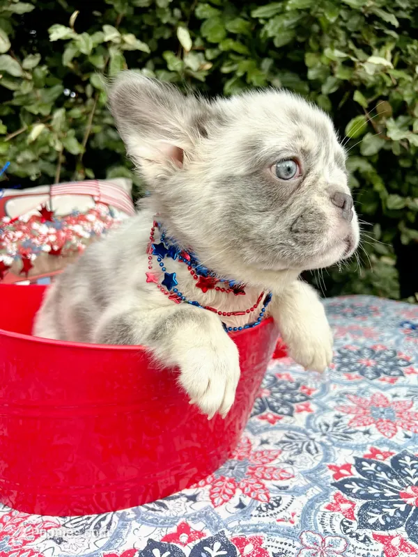 Polar bear Lilac Merle Fluffy  – French Bulldog puppy for sale in Brooksville, FL
