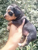 Daisy dappled blk/tan, a female Chiweenie for sale in Brooksville, FL – 5 of 8