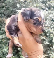 Daisy dappled blk/tan, a female Chiweenie for sale in Brooksville, FL – 6 of 8