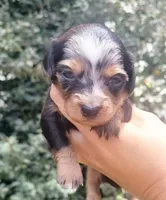 Daisy dappled blk/tan, a female Chiweenie for sale in Brooksville, FL – 1 of 8