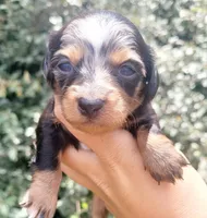 Daisy dappled blk/tan, a female Chiweenie for sale in Brooksville, FL – 3 of 8