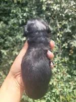 Daisy dappled blk/tan, a female Chiweenie for sale in Brooksville, FL – 8 of 8
