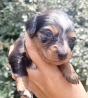 Daisy dappled blk/tan, a female Chiweenie for sale in Brooksville, FL – 4 of 8