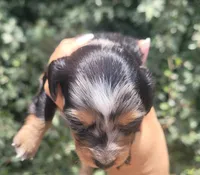 Daisy dappled blk/tan, a female Chiweenie for sale in Brooksville, FL – 2 of 8