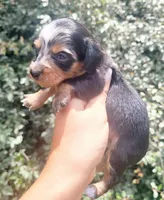 Daisy dappled blk/tan, a female Chiweenie for sale in Brooksville, FL – 7 of 8