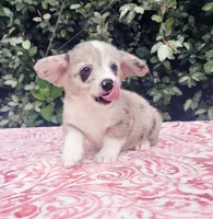 Merle male (Blue eye) , a male Cardigan Welsh Corgi and Pembroke Welsh Corgi for sale in Brooksville, FL – 2 of 7