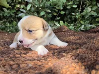 Summer Red female , a female Pembroke Welsh Corgi for sale in Brooksville, FL – 2 of 7