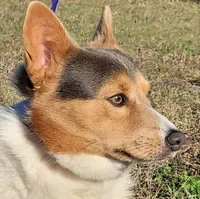 Baloo Bluie tri , a male Pembroke Welsh Corgi for sale in Brooksville, FL – 2 of 3