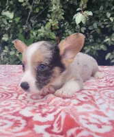 Merle tri male , a male Cardigan Welsh Corgi and Pembroke Welsh Corgi for sale in Brooksville, FL – 3 of 10