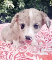 Merle male (Blue eye) , a male Cardigan Welsh Corgi and Pembroke Welsh Corgi for sale in Brooksville, FL – 3 of 7