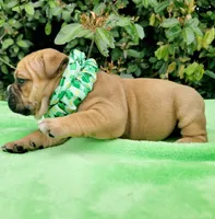 Millie Blk fawn, a female American Bully for sale in Brooksville, FL – Photo 2 of 6