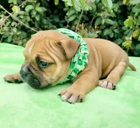 Millie Blk fawn, a female American Bully for sale in Brooksville, FL – Photo 3 of 6