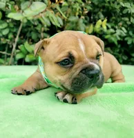 Millie Blk fawn, a female American Bully for sale in Brooksville, FL – Photo 4 of 6