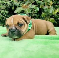 Millie Blk fawn, a female American Bully for sale in Brooksville, FL – Photo 1 of 6