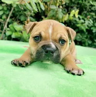 Millie Blk fawn, a female American Bully for sale in Brooksville, FL – Photo 6 of 6