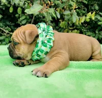 Millie Blk fawn, a female American Bully for sale in Brooksville, FL – Photo 5 of 6