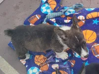 Brindle Male , a male Cardigan Welsh Corgi and Pembroke Welsh Corgi for sale in Brooksville, FL – 4 of 8