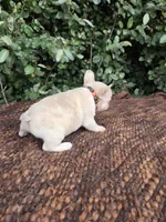 Jack Coco fawn Merle , a male French Bulldog for sale in Brooksville, FL – 6 of 10