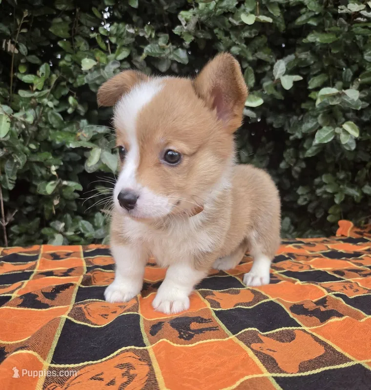 Shine Red Sable female  – Pembroke Welsh Corgi puppy for sale in Brooksville, FL