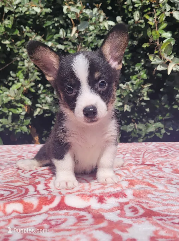 Black tri female #1 (runt)  – Cardigan Welsh Corgi, Pembroke Welsh Corgi puppy for sale in Brooksville, FL