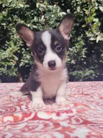 Black tri female #1 (runt) , a female Cardigan Welsh Corgi and Pembroke Welsh Corgi for sale in Brooksville, FL – 1 of 7