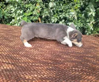 Bobby Blue tri , a male Pembroke Welsh Corgi for sale in Brooksville, FL – 10 of 10