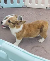Red Merle male , a male Cardigan Welsh Corgi and Pembroke Welsh Corgi for sale in Brooksville, FL – 6 of 7