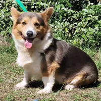 Maple blue sable , a female Pembroke Welsh Corgi for sale in Brooksville, FL – 9 of 9