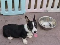 Raven Black tri , a female Cardigan Welsh Corgi and Pembroke Welsh Corgi for sale in Brooksville, FL – 5 of 6