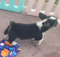 Black tri female #2 , a female Cardigan Welsh Corgi and Pembroke Welsh Corgi for sale in Brooksville, FL – 7 of 8